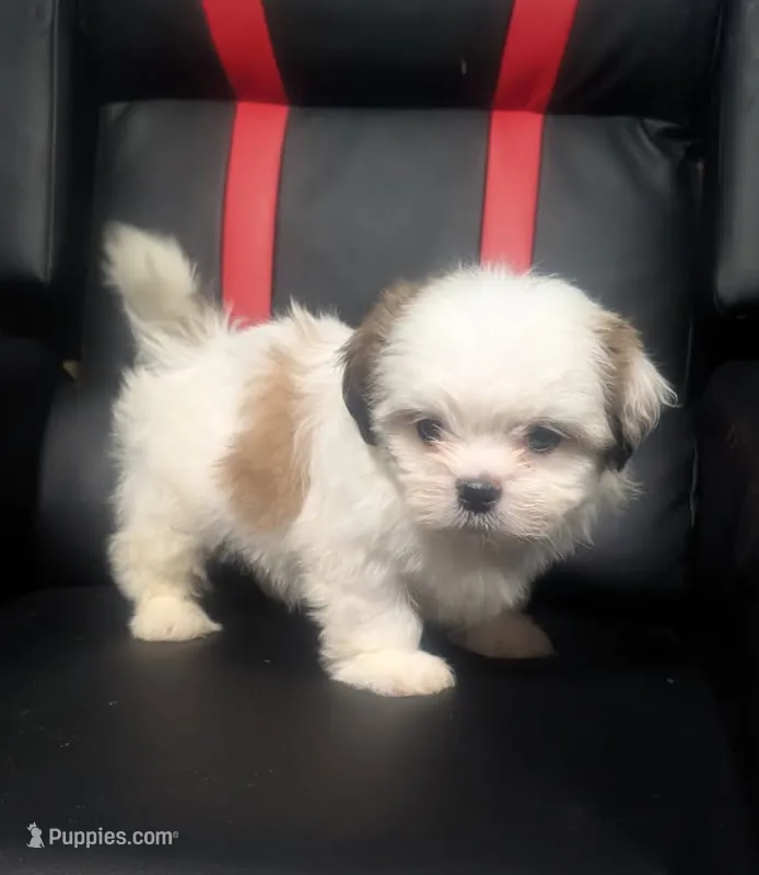 Ivey 1 – Shih Tzu puppy for sale in Dillon, SC