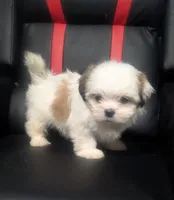 Ivey 1, a female Shih Tzu for sale in Dillon, SC – 1 of 3