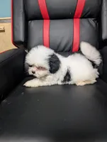Jesse , a male Maltese and Shih Tzu for sale in Dillon, SC – 2 of 4