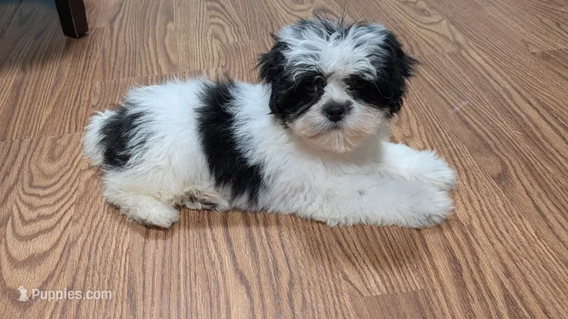 Rowan 1 – Shih Tzu puppy for sale in Dillon, SC