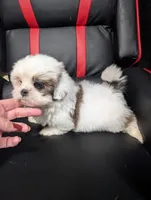 Bo, a male Maltese and Shih Tzu for sale in Dillon, SC – 2 of 5