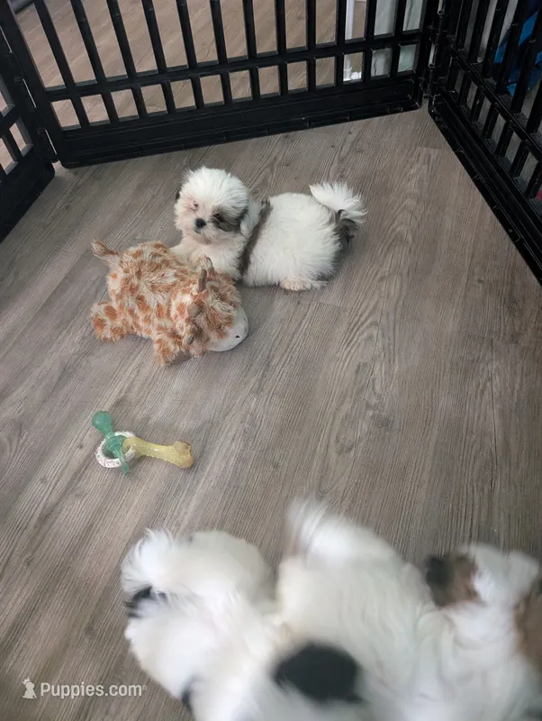 Luke – Maltese, Shih Tzu puppy for sale in Dillon, SC
