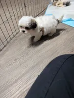 Bo, a male Maltese and Shih Tzu for sale in Dillon, SC – 3 of 5