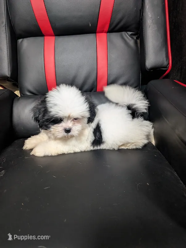 Jesse  – Maltese, Shih Tzu puppy for sale in Dillon, SC