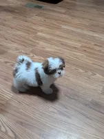 Red, a male Shih Tzu for sale in Dillon, SC – 3 of 4