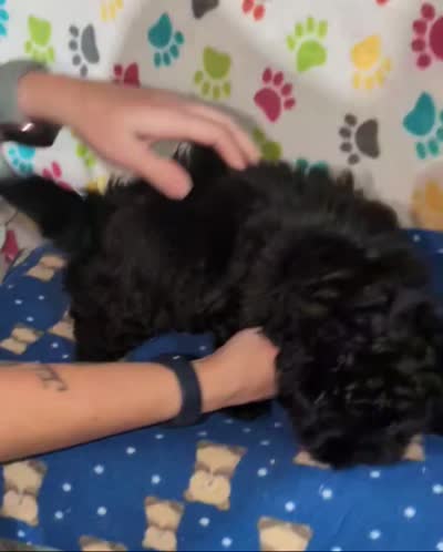 Boy 1, a male Shih Tzu and Poodle - Toy  for sale in Dillon, SC – 3 of 3