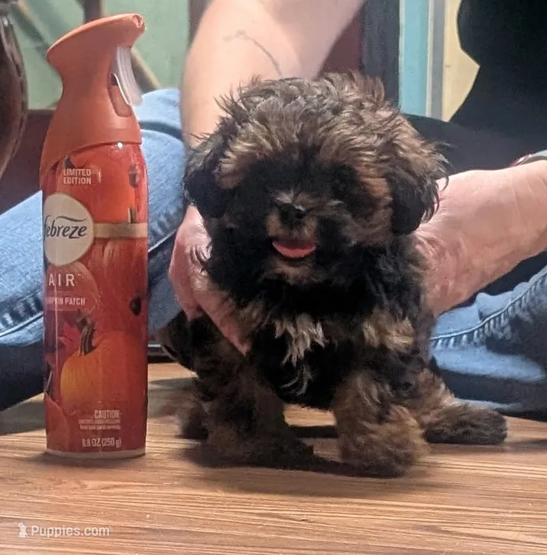 Daisy  – Shihpoo puppy for sale in Dillon, SC