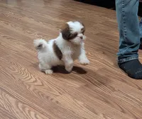 Red, a male Shih Tzu for sale in Dillon, SC – 2 of 4
