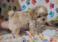 Girl 3, a female Shih Tzu and Poodle - Toy  for sale in Dillon, SC – 2 of 2