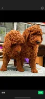 coco , a female Poodle - Standard  for sale in Spokane, WA – 5 of 7