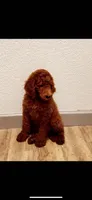 coco , a female Poodle - Standard  for sale in Spokane, WA – 7 of 7
