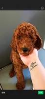 coco , a female Poodle - Standard  for sale in Spokane, WA – 6 of 7
