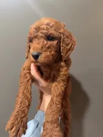 coco , a female Poodle - Standard  for sale in Spokane, WA – 4 of 7