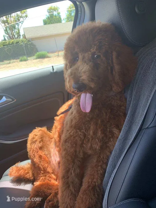 coco  – Poodle - Standard  puppy for sale in Spokane, WA