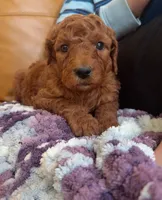 coco , a female Poodle - Standard  for sale in Spokane, WA – 3 of 7