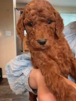 coco , a female Poodle - Standard  for sale in Spokane, WA – 2 of 7