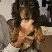 Rissa, a female Miniature Dachshund for sale in Alamosa, CO – Photo 4 of 4