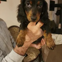Rissa, a female Miniature Dachshund for sale in Alamosa, CO – Photo 2 of 4