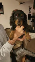 Rissa, a female Miniature Dachshund for sale in Alamosa, CO – Photo 2 of 4