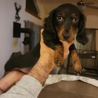 Rissa, a female Miniature Dachshund for sale in Alamosa, CO – Photo 3 of 4