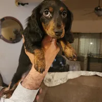 Rissa, a female Miniature Dachshund for sale in Alamosa, CO – Photo 1 of 4