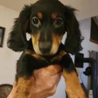 Roko, a male Miniature Dachshund for sale in Alamosa, CO – Photo 2 of 10