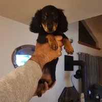 Roko, a male Miniature Dachshund for sale in Alamosa, CO – Photo 6 of 10