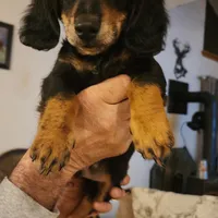 Roko, a male Miniature Dachshund for sale in Alamosa, CO – Photo 4 of 10
