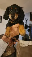 Roko, a male Miniature Dachshund for sale in Alamosa, CO – Photo 4 of 6