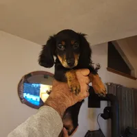 Roko, a male Miniature Dachshund for sale in Alamosa, CO – Photo 7 of 10