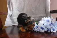 Lonnie, a male Yorkshire Terrier for sale in Oconto, WI – Photo 1 of 3