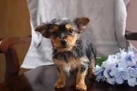 Lonnie, a male Yorkshire Terrier for sale in Oconto, WI – Photo 2 of 3