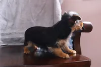 Lonnie, a male Yorkshire Terrier for sale in Oconto, WI – Photo 3 of 3