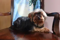 Ellis, a male Yorkshire Terrier for sale in Oconto, WI – Photo 6 of 6