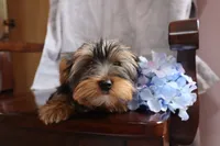 Ellis, a male Yorkshire Terrier for sale in Oconto, WI – Photo 3 of 6