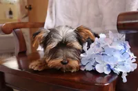 Ellis, a male Yorkshire Terrier for sale in Oconto, WI – Photo 4 of 6