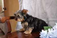 Ellis, a male Yorkshire Terrier for sale in Oconto, WI – Photo 2 of 6