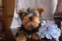 Ellis, a male Yorkshire Terrier for sale in Oconto, WI – Photo 1 of 6