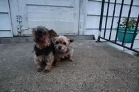 Phelps, a male Yorkshire Terrier for sale in Oconto, WI – Photo 4 of 4