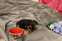 Phelps, a male Yorkshire Terrier for sale in Oconto, WI – Photo 3 of 4