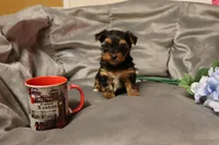 Phelps, a male Yorkshire Terrier for sale in Oconto, WI – Photo 2 of 4