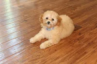  Toy Poodle AKC, a male Poodle - Toy  for sale in Miami, FL – 2 of 10