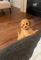  Toy Poodle AKC, a male Poodle - Toy  for sale in Miami, FL – 1 of 10