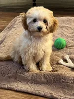  Toy Poodle AKC, a male Poodle - Toy  for sale in Miami, FL – 3 of 10