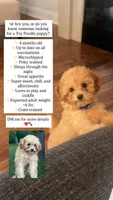  Toy Poodle AKC, a male Poodle - Toy  for sale in Miami, FL – 10 of 10
