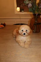  Toy Poodle AKC, a male Poodle - Toy  for sale in Miami, FL – 4 of 10