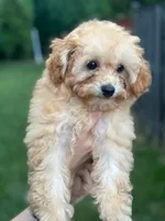  Toy Poodle AKC, a male Poodle - Toy  for sale in Miami, FL – 5 of 10