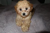 Leo - Toy Poodle AKC, a male Poodle - Toy  for sale in Woodbridge, VA – Photo 3 of 4