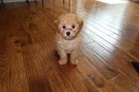 Leo - Toy Poodle AKC, a male Poodle - Toy  for sale in Woodbridge, VA – Photo 2 of 4