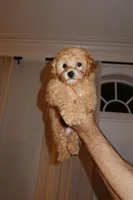 Leo - Toy Poodle AKC, a male Poodle - Toy  for sale in Woodbridge, VA – Photo 4 of 4
